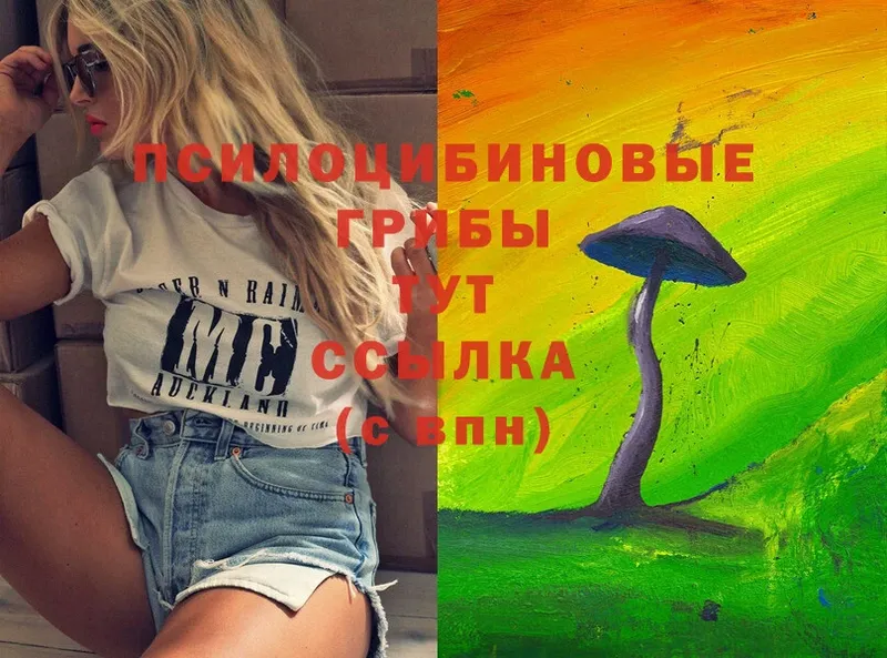 Галлюциногенные грибы Cubensis  купить   Городец 